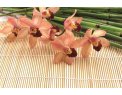 фото Стекло  орхидея и бамбук