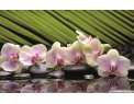 фото Стекло  белая орхидея на зеленом
