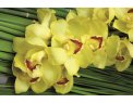 фото Стекло  желтая орхидея