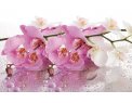 фото Стекло  орхидея бело-розовая