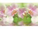 фото Стекло  орхидея на воде зеленая