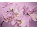 фото Стекло  орхидея на сиреневом