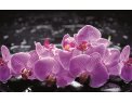 фото Розовая орхидея на чёрных камнях