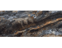 фото Индия Neodom Titanium Lawa Nero Polished 120x278см N20378 Глянец